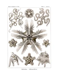 オフィオデア、1899-1904